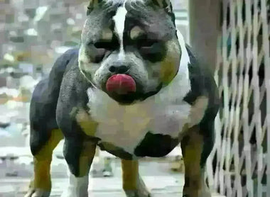 Venomline Pocket Bullies: Legacy, Bloodline & Future — Elite Breedings 2025