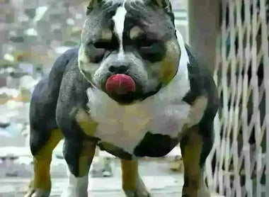 Venomline Pocket Bullies: Legacy, Bloodline & Future — Elite Breedings 2025