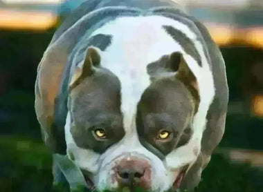 Venomline Stud Services 2025: Pocket & American Bully Champions, Proven Producers and Foundation Stock