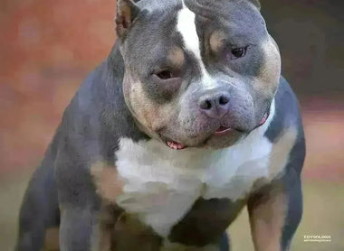 Venomline’s 2025 Pocket Bully Stud Lineup – King Koopa, Homicide, King V, UNO & Gizmo