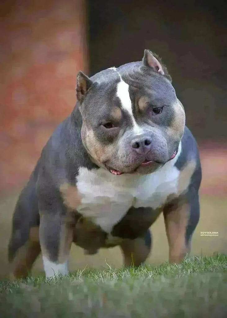 Venomline’s 2025 Pocket Bully Stud Lineup – King Koopa, Homicide, King V, UNO & Gizmo-Venomline | Texas Size Bullies | Top Pocket Bully Kennel