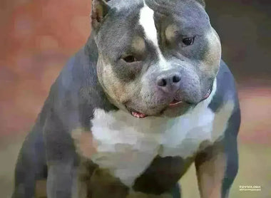 Venomline’s 2025 Pocket Bully Stud Lineup – King Koopa, Homicide, King V, UNO & Gizmo