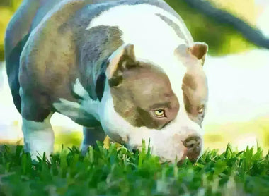 Venomline’s King Koopa: The Ultimate Pocket American Bully Stud