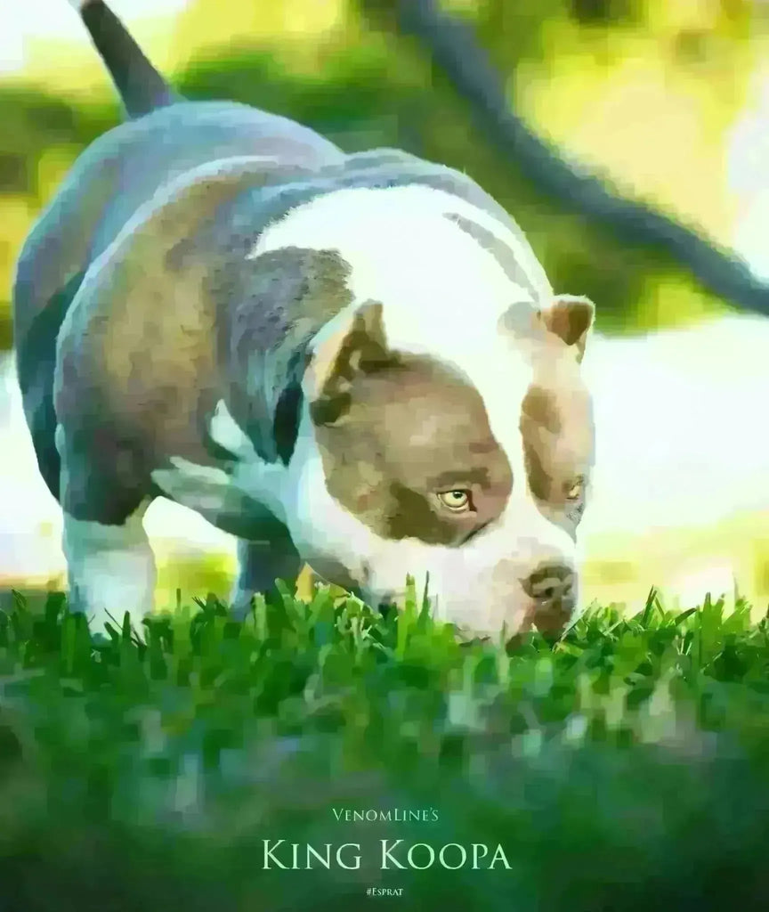 Venomline’s King Koopa: The Ultimate Pocket American Bully Stud-Venomline | Texas Size Bullies | Top Pocket Bully Kennel