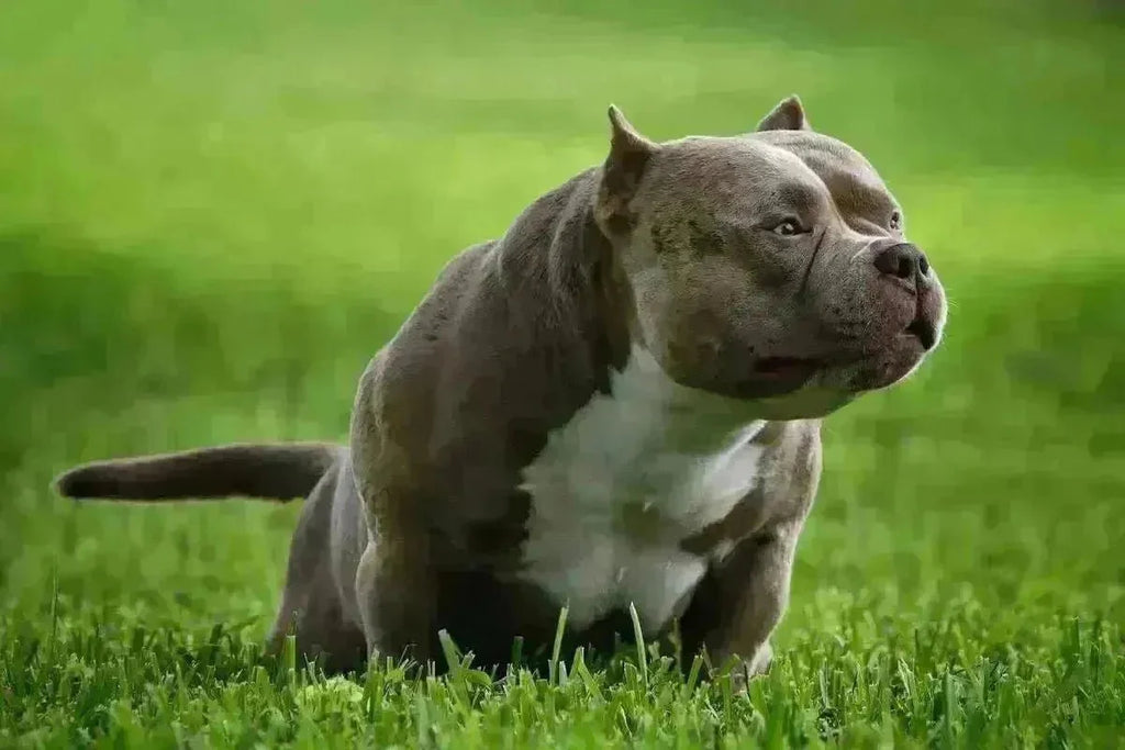 American Bully Breeder Roadmap 2025: Ethics, Genetics & Profit-Venomline | Top Pocket American Bully Breeder