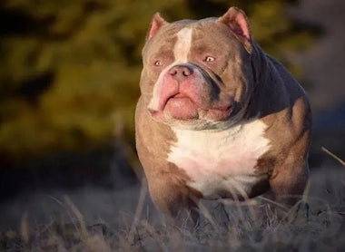 American Bully Contracts: Puppy & Stud Templates Free (2026)