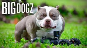 American Bully — Everything You Need to Know About the Fastest Growing Breed in 2025