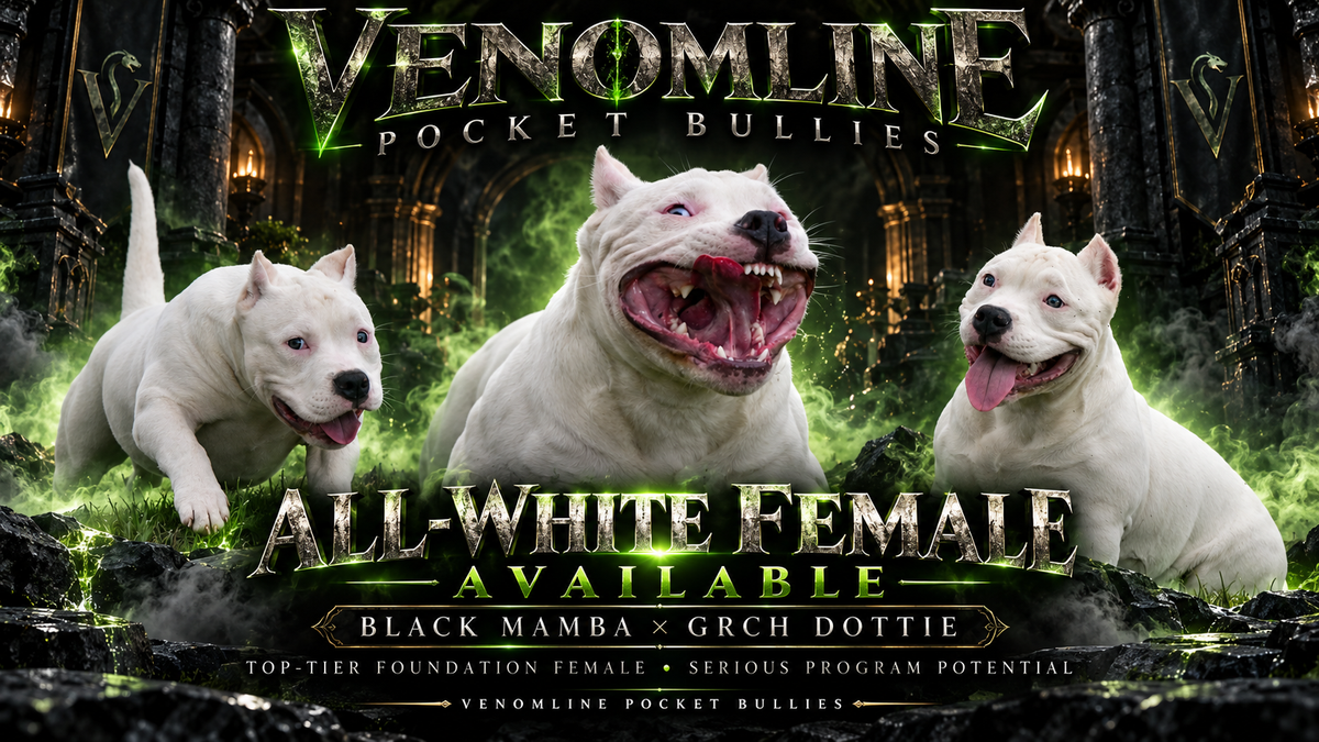 How to Evaluate an American Bully Female Breeding Prospect as She Develops
