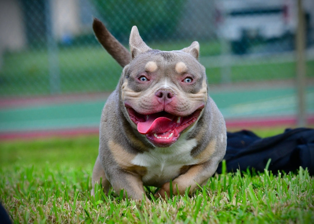 American Bully Health & Nutrition 2025 | Venomline Diet Guide - Venomline Pocket Bully Breeders