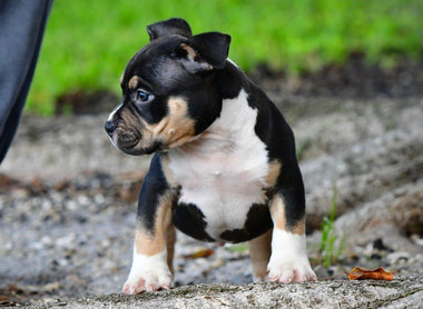 American Bully Pet Insurance & Vet Costs (2025 Budget Guide)