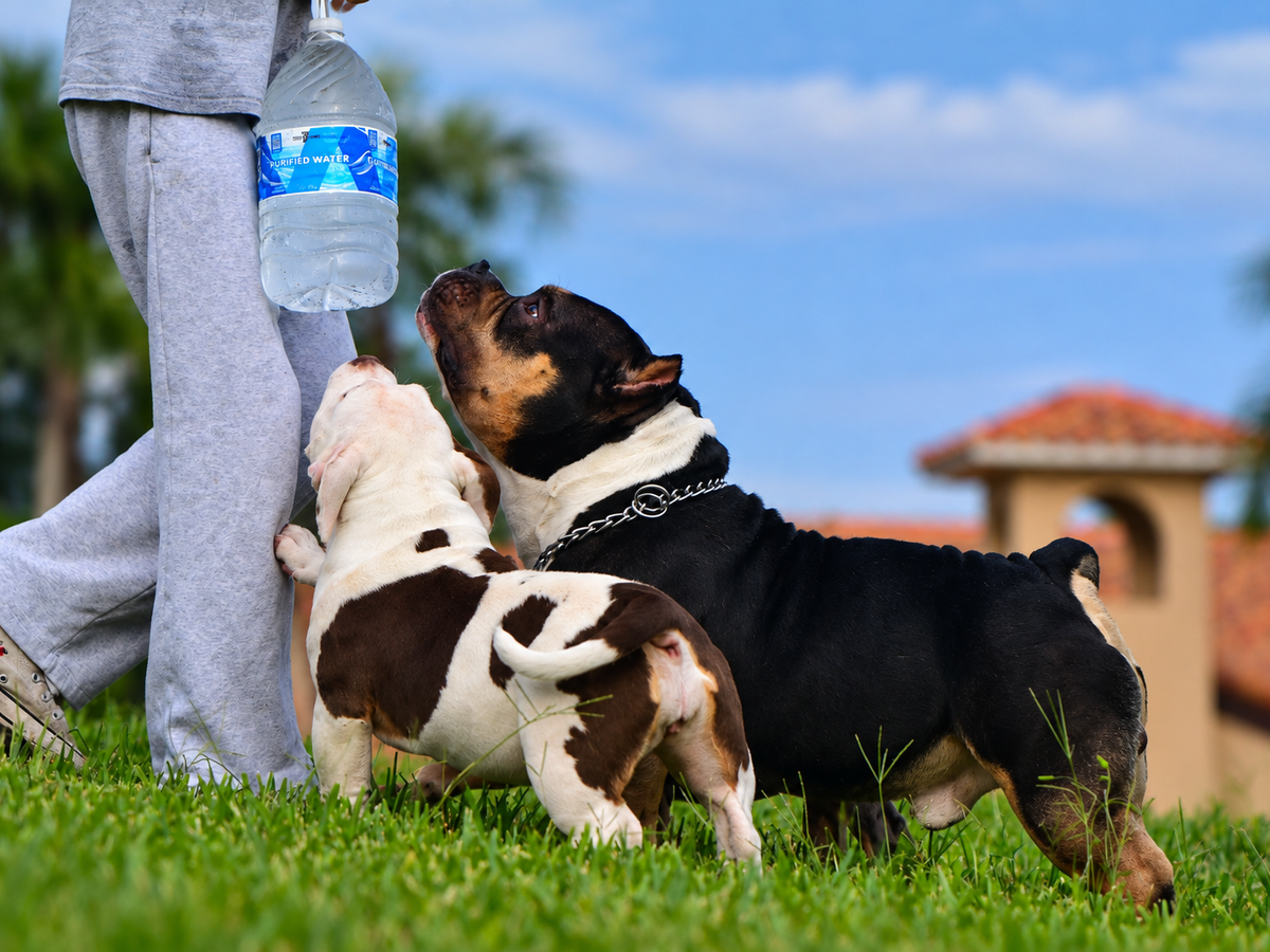 American Bully front structure showing chest width, foreleg alignment, pasterns, feet and overall structural balance