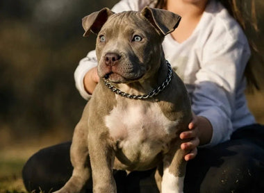 American Bully Vet Costs & Pet Insurance Prices | 2025 Budget Guide