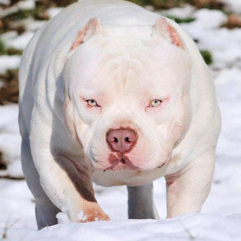 American Bully vs Pit Bull 2025: Laws, Temperament, Myths & Ownership Reality