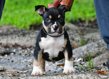 American Bully vs Pit Bull (2025): Standards, Myths & Breed Laws Explained