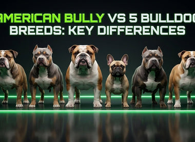American Bully vs 5 Bulldog Breeds: Key Differences