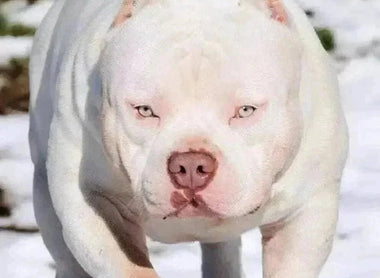 American Bully vs Pit Bull: Differences, Temperament & Laws