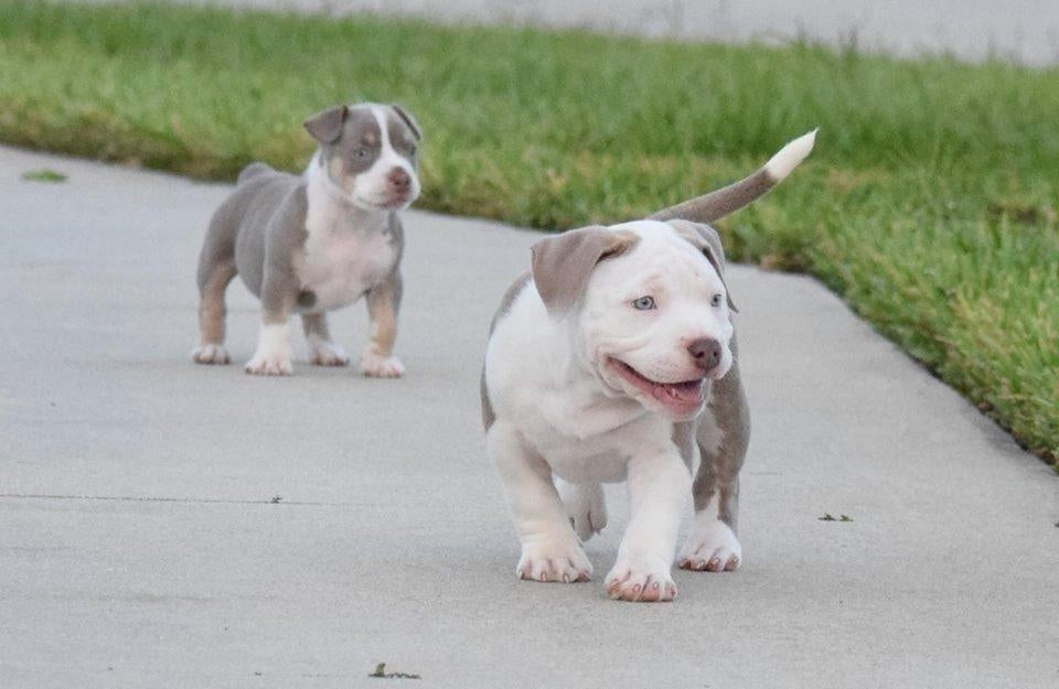 DOUBLE TROUBLE: LOUIS V LINE’S VENOM & DOUBLE L’S MYE-STRO DAUGHTERS-Venomline | Texas Size Bullies | Top Pocket Bully Kennel