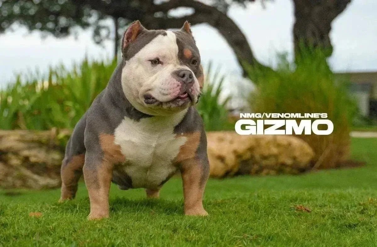 Pocket Bully Gizmo training with reward-based obedience, leash manners and socialization