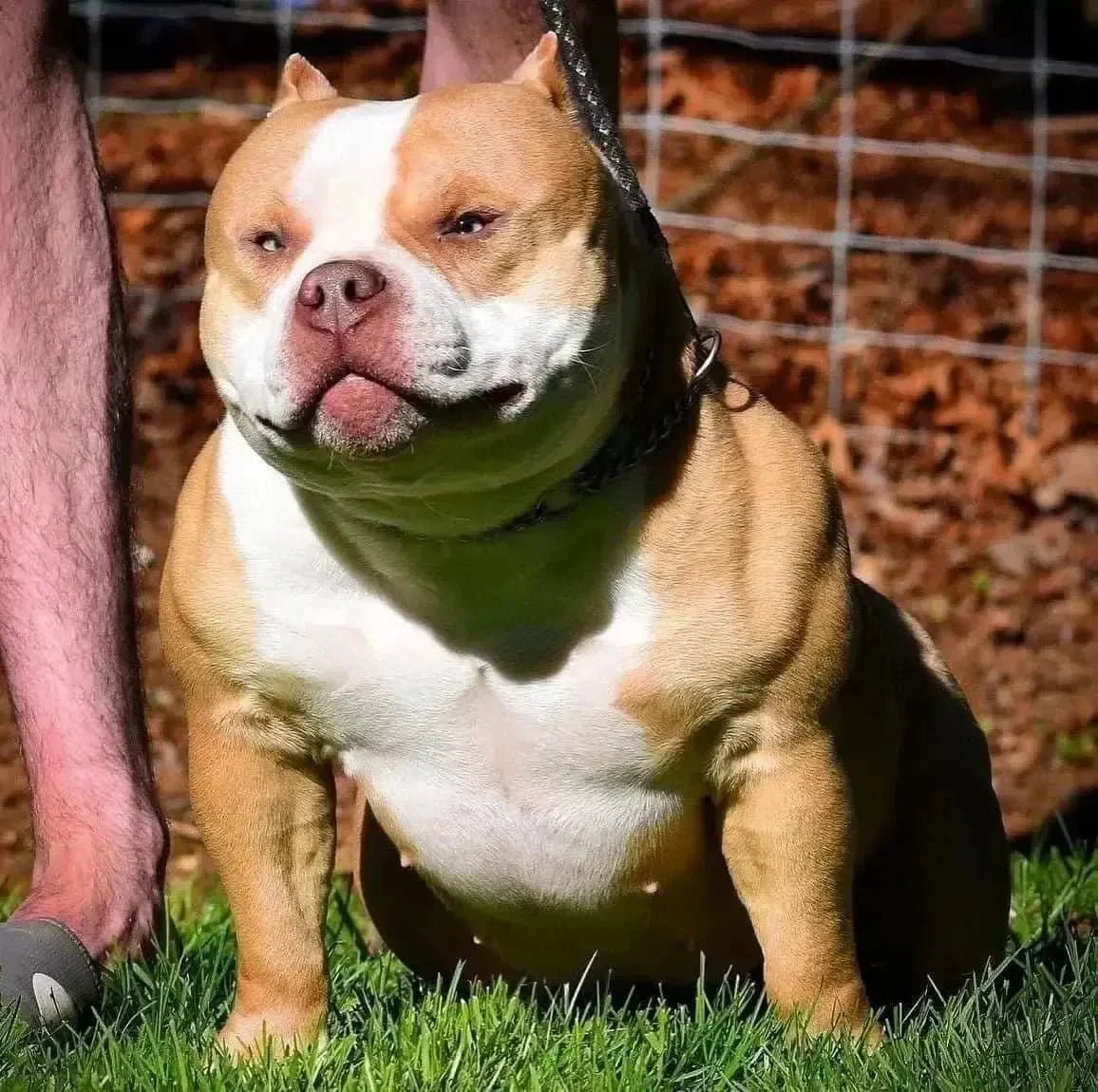 Pocket American Bully foundation female standing in profile for structure, temperament, health and breeding program evaluation