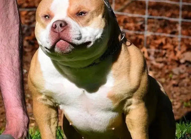 Foundation Females in American Bully Breeding: 2026 Guide