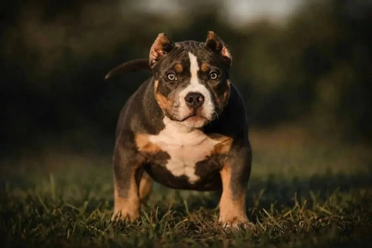 Pocket Bully puppy vaccination schedule chart covering DHPP boosters, leptospirosis, rabies and puppy shots by age