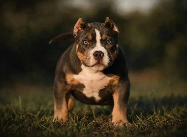 Pocket Bully Puppy Vaccination Schedule: 2026 Vet-Guided Chart