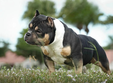 Become a Successful American Bully Breeder (2025): Building A Breeding Program