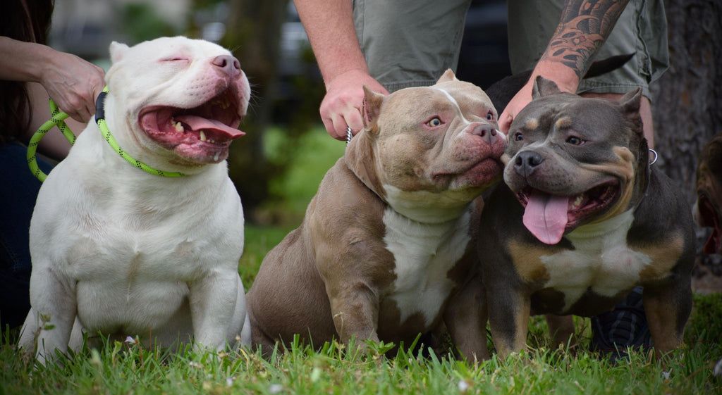 Best Extreme Build Pocket Bully Puppies For Sale | Venomline