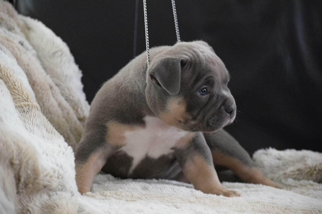 Best Upcoming Pocket Bully Breedings