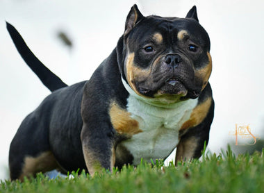 Black Mamba: The Next Evolution of the Pocket American Bully Stud