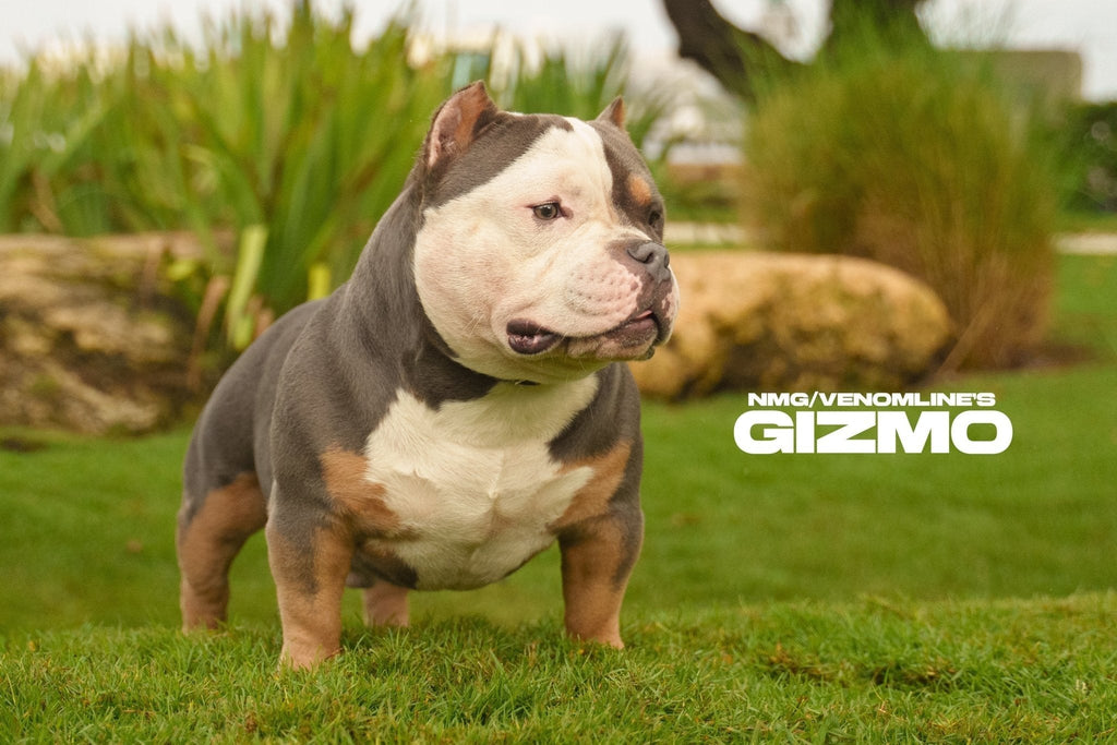 Bully Feeding Calculator: Estimate Daily Calories by Age, Size & Activity-Venomline | Top Pocket American Bully Breeder