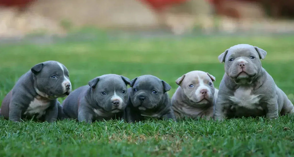 Understanding Progesterone Test Results & Determining Optimal Breeding Days (2025 Breeder Guide)-Venomline | Texas Size Bullies | Top Pocket Bully Kennel