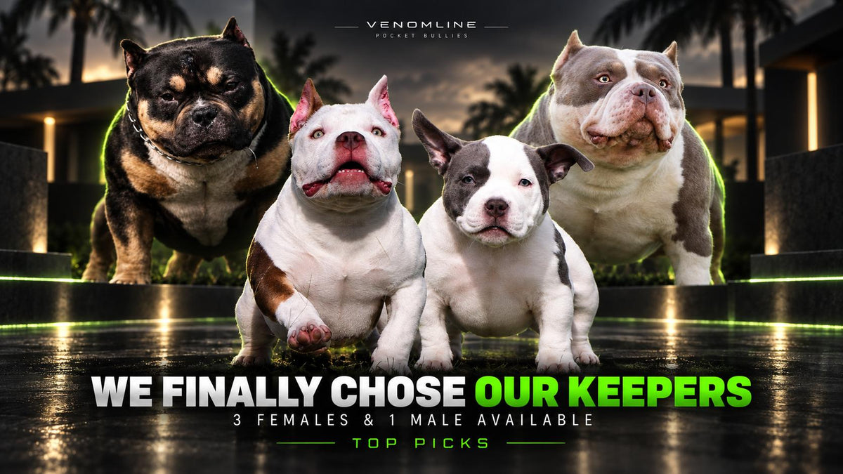 Venomline Pocket Bullies keeper-level top pick puppies with adult sires behind them, featured in the “We Finally Chose Our Keepers” campaign with 3 females and 1 male available.