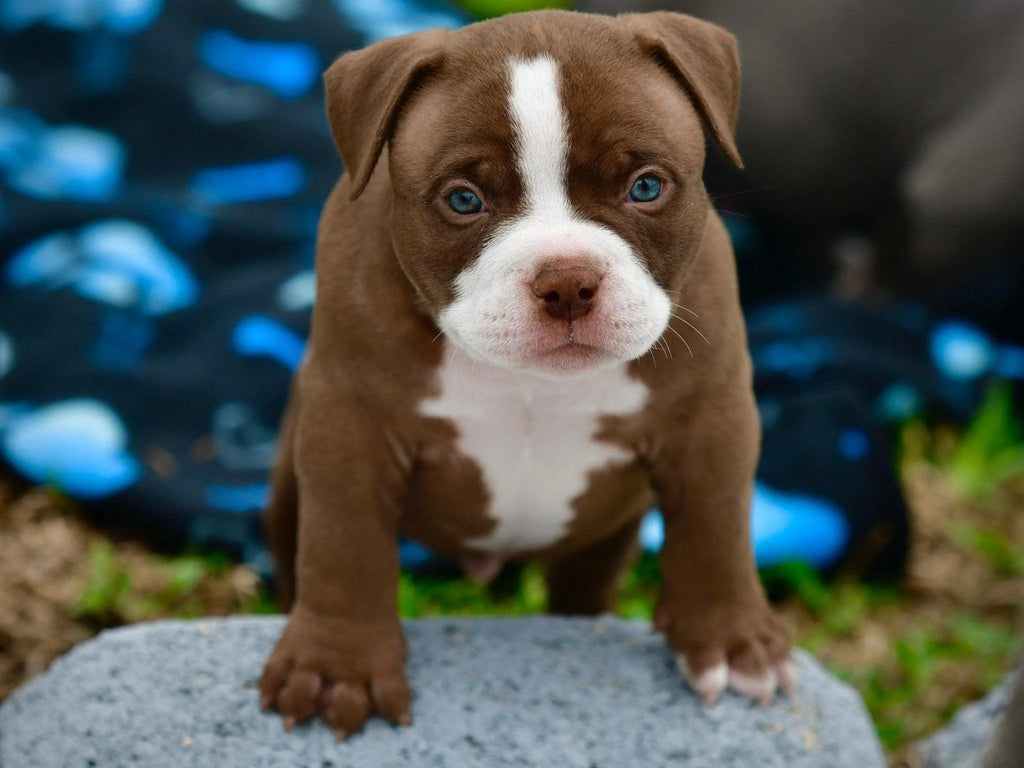 American Bully Types (2025 Guide): Pocket, Micro, Standard, XL & Exotic-Venomline | Texas Size Bullies | Top Pocket Bully Kennel