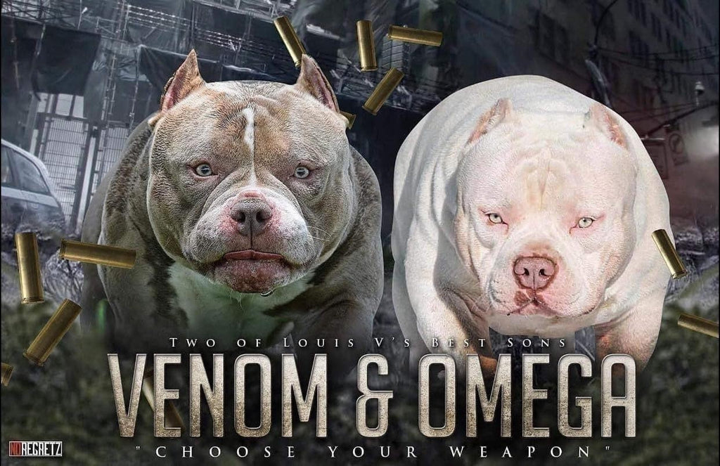 WORLD'S BEST EXTREME AMERICAN BULLIES - TOP LOUIS V SONS VENOM & OMEGA MEET-Venomline | Texas Size Bullies | Top Pocket Bully Kennel