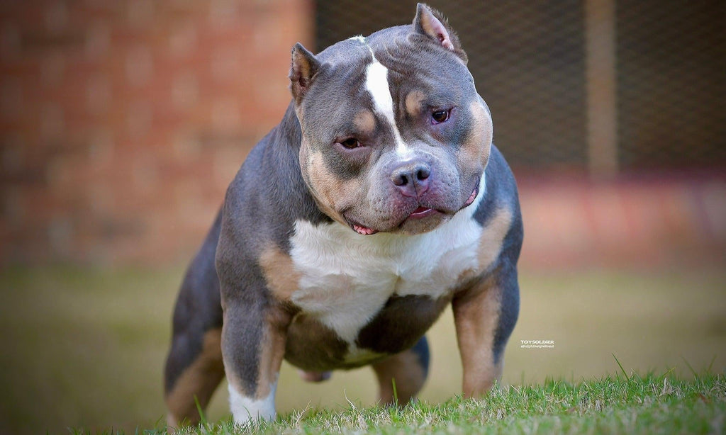 American Bully Stud Service, Choosing a Stud, AI’s, Breeding Tips, Best Breeding Days  - Produce Incredible Pocket Bully Puppies-Venomline | Texas Size Bullies | Top Pocket Bully Kennel