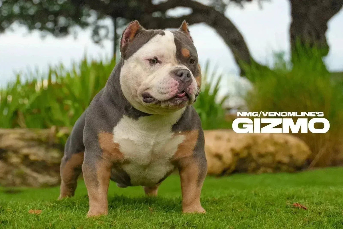 American Bully in lean, muscular condition demonstrating healthy body composition supported by balanced nutrition