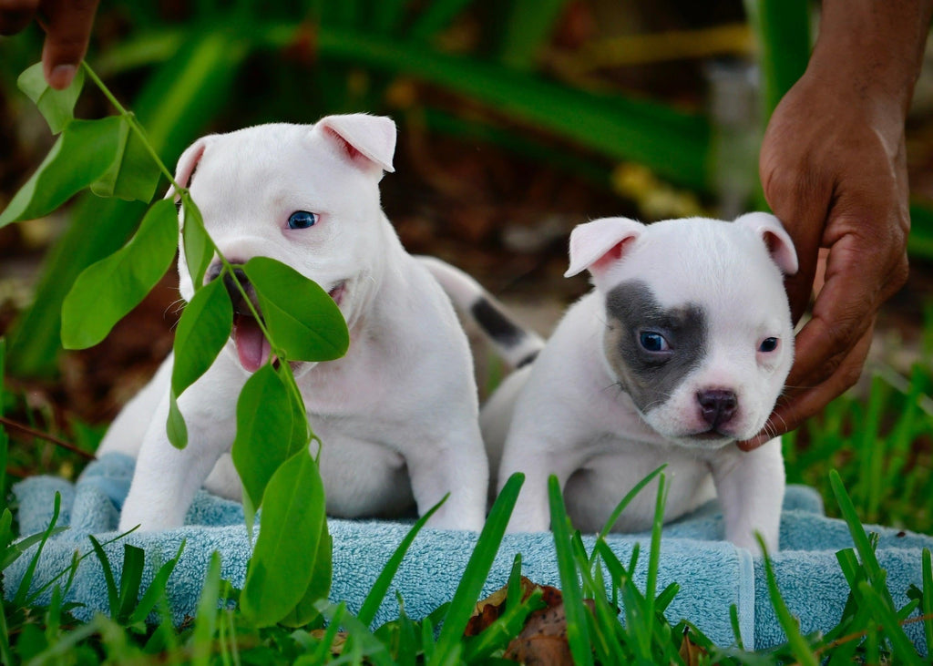 AMERICAN BULLY 101: BREED GUIDE POCKET, STANDARD, XL & ALL TYPES: MICRO, EXOTIC, EXTREME-Venomline | Texas Size Bullies | Top Pocket Bully Kennel