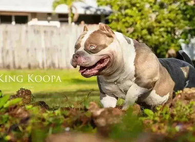 Debunking American Bully Myths: Venomline Sets the Record Straight