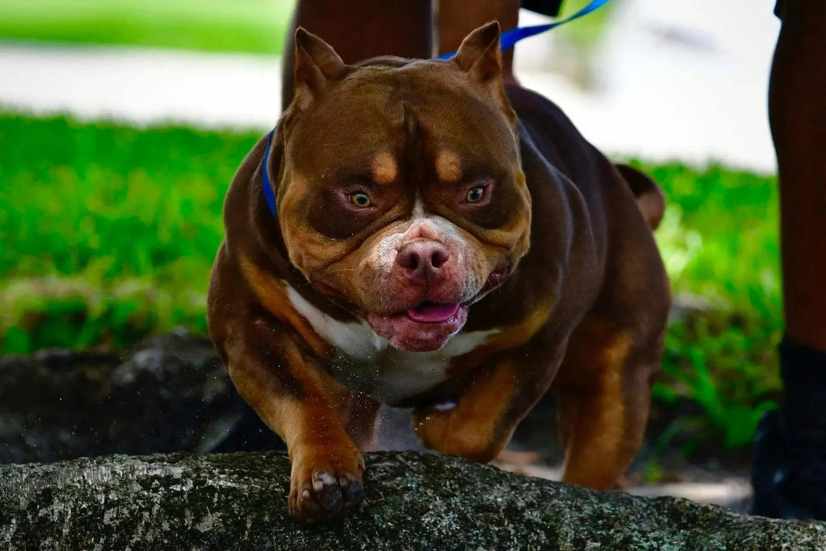 American Bully Myths Debunked: Temperament, Health & Breed Facts