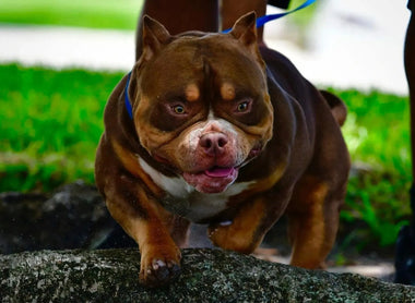 Debunking American Bully Myths: Venomline Sets the Record Straight