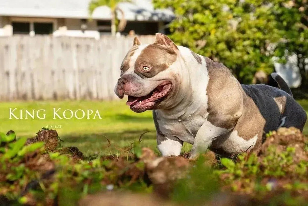 Debunking Myths About American Bullies: Venomline Sets the Record Straight - Venomline Pocket Bully Breeders