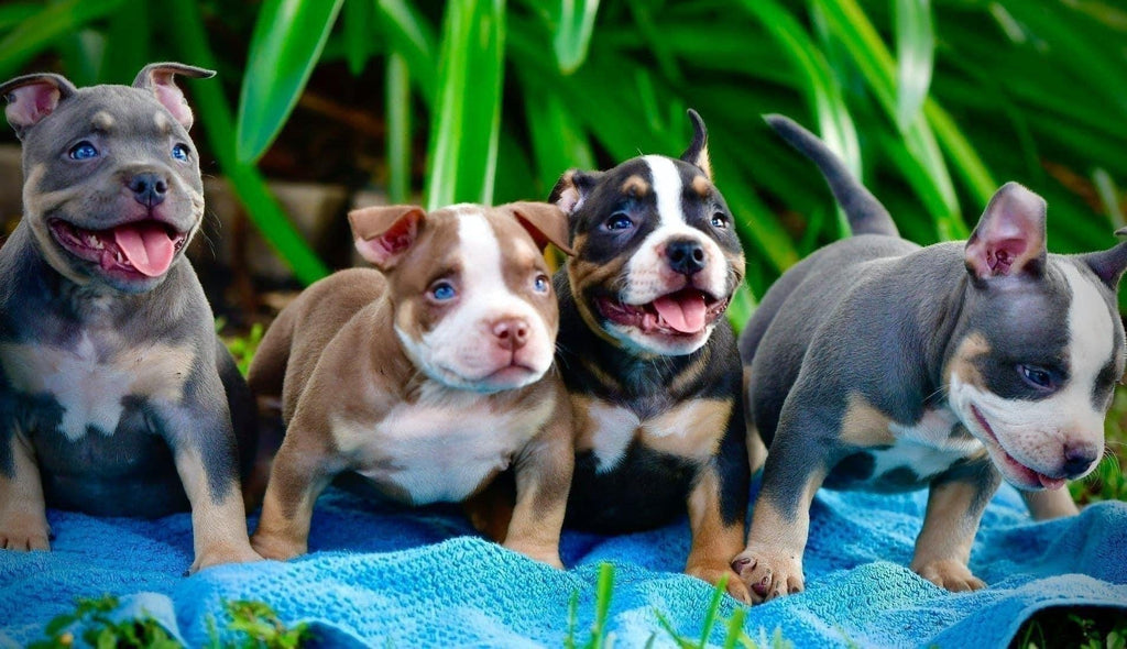 TOP AMERICAN BULLY BLOODLINE- VENOMLINE BULLIES-Venomline | Texas Size Bullies | Top Pocket Bully Kennel