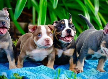 TOP AMERICAN BULLY BLOODLINE- VENOMLINE BULLIES