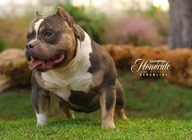 The Definitive Pocket Bully Guide: Breed, Traits & Buyer Essentials