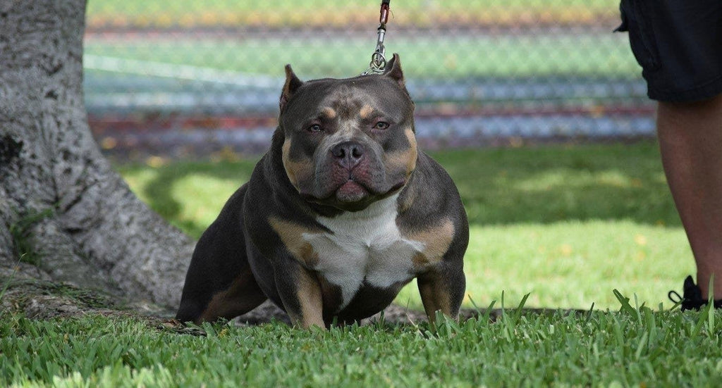 SWIZZ "THE BEST 10 MO. OLD POCKET FEMALE BULLY’S I’VE EVER SEEN."-Venomline | Texas Size Bullies | Top Pocket Bully Kennel