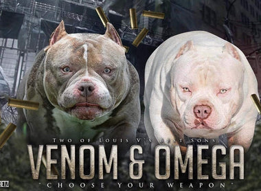 WORLD'S BEST EXTREME AMERICAN BULLIES - TOP LOUIS V SONS VENOM & OMEGA MEET