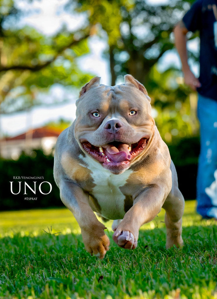 The Ultimate Guide to Raw Food & Top Supplements for American Bullies & Bully Breeds-Venomline | Texas Size Bullies | Top Pocket Bully Kennel