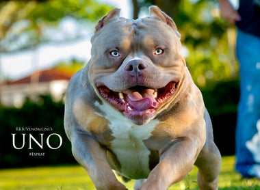 The Ultimate Guide to Raw Food & Top Supplements for American Bullies & Bully Breeds