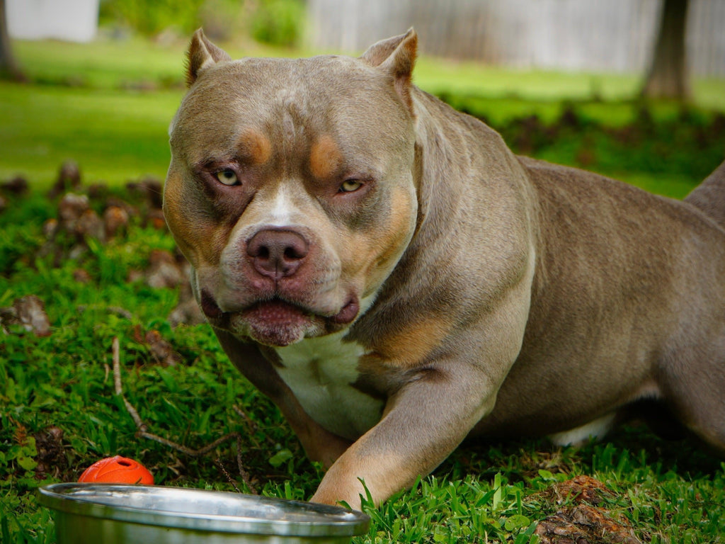 The Top American Bully Studs (Best Pocket Bully Studs) 2024-Venomline | Texas Size Bullies | Top Pocket Bully Kennel